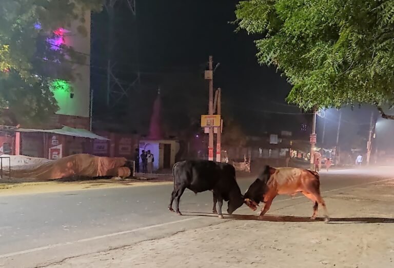 शिवली की सड़कों पर आवारा पशुओं की चहलकदमी