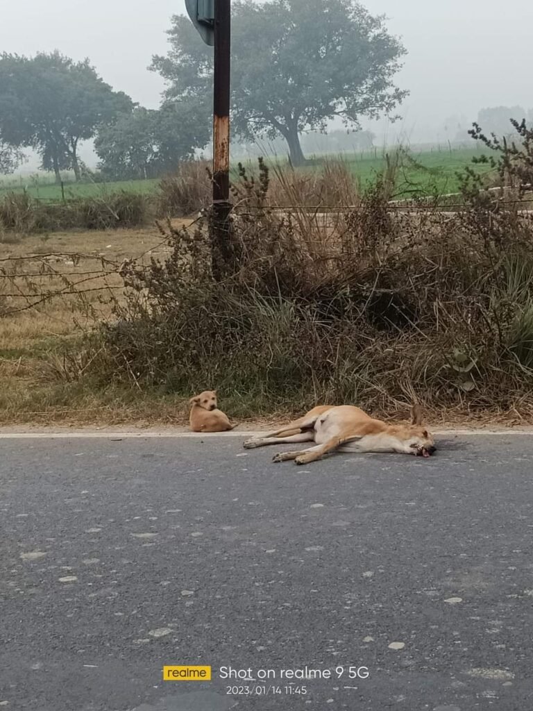 वाहन धीमे चलाएं-दो दिन से मरी मां के पास बैठा है पिल्ला
