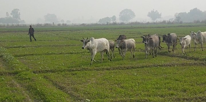 ग्राम प्रधान व सचिव ने गोशाला में बंद कराए अन्ना गोवंश