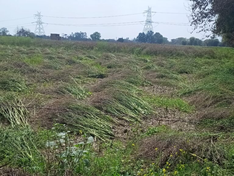 72 घंटे में वर्षा व ओलावृष्टि की दें सूचना,मिलेगी फसल बीमा राशि